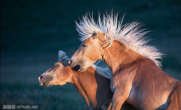 Снимки животных английского фотографа Тима Флэча