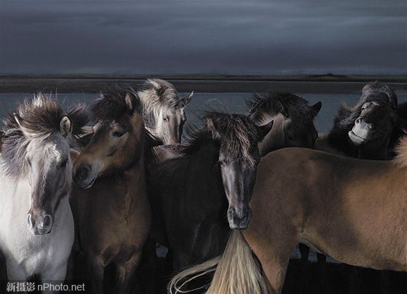 Снимки животных английского фотографа Тима Флэча