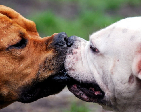 Трогательные моменты из жизни животных: «сцены с поцелуями»