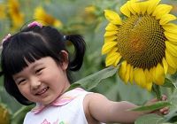 Расцветающие подсолнечники в парке города Нанкин