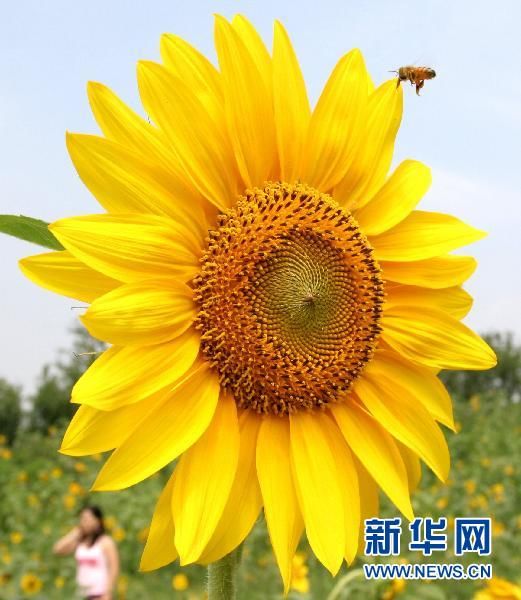 Расцветающие подсолнечники в парке города Нанкин 