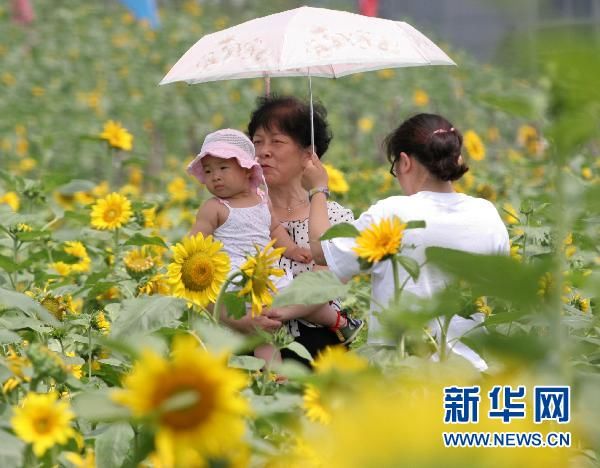 Расцветающие подсолнечники в парке города Нанкин 