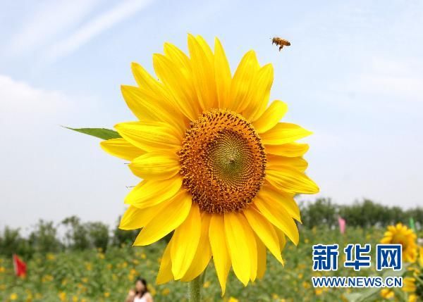 Расцветающие подсолнечники в парке города Нанкин 
