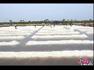 В конце июня в солеварне «Ванцзятань» города Жичжао провинции Шаньдун работники под жарким солнцем занимаются извлечением соли из моря.