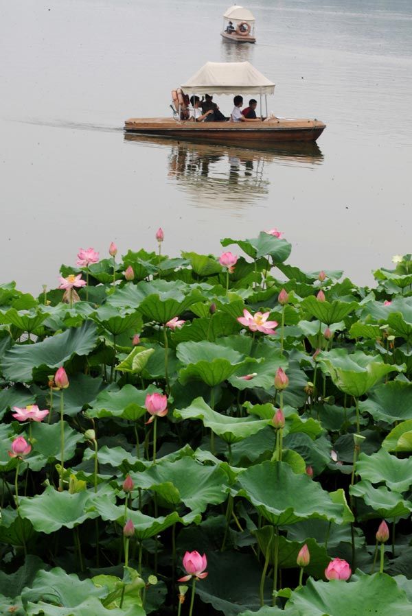 Наступает наилучшее время для любования лотосами на озере Сиху 