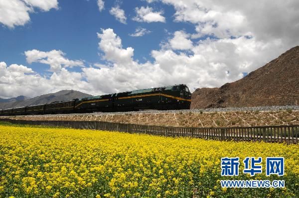 На Цинхай-Тибетском нагорье расцветают цветы рапса 