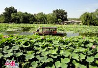 Красивые лотосы в парке Цзычжуюань Пекина