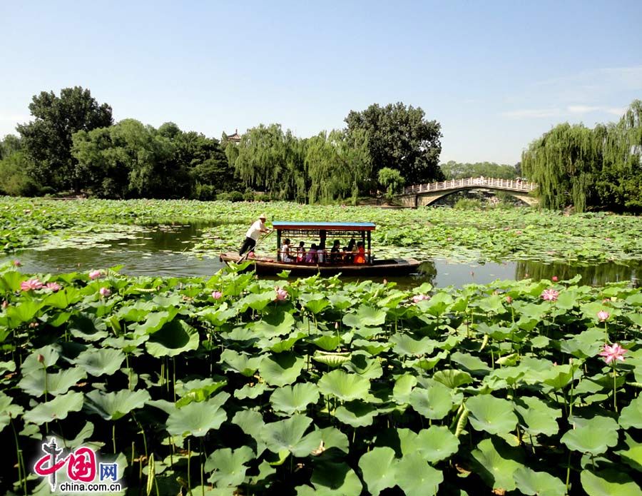 Красивые лотосы в парке Цзычжуюань Пекина