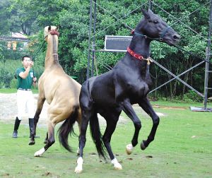 В город Сучжоу привезли трех ахалтекинских лошадей 
