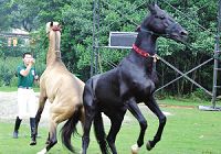 В город Сучжоу привезли трех ахалтекинских лошадей
