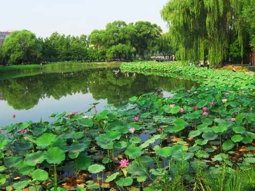 Лучшие места для любования лотосами в Пекине 
