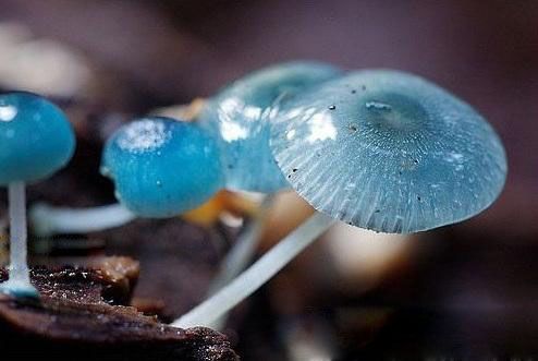 Редкие синие грибы
