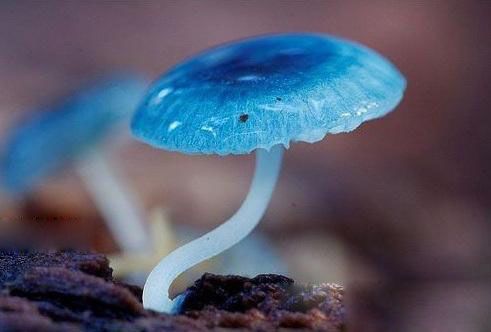 Редкие синие грибы