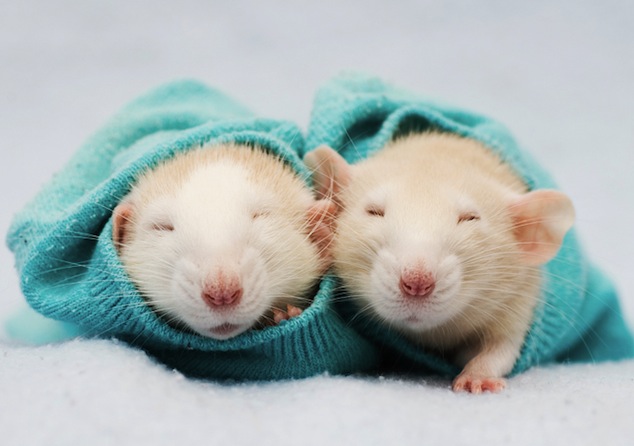 Фотографии животных: милые мышки1