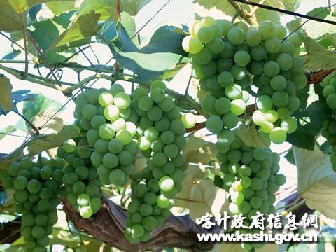 Местные фрукты города Кашгар Синьцзян-Уйгурского автономного района
