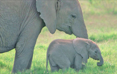 Трогательная материнская любовь животных