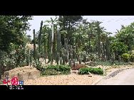 Ботанический парк в Сямэне: красивые растения пустыни 