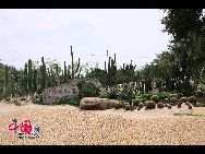 Ботанический парк в Сямэне: красивые растения пустыни 