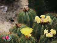 Ботанический парк в Сямэне: красивые растения пустыни