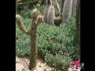 Ботанический парк в Сямэне: красивые растения пустыни