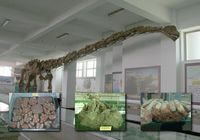 Крупнейший в мире музей динозавров – Шаньдунский музей «Тяньюй» в городе Линьи