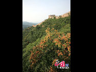 Участок Цзиньшаньлин Великой китайской стены находится в 130 км. от Пекина.