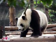 Симпатичные панды на Чэндуской базе по разведению панд