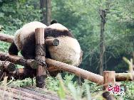 Симпатичные панды на Чэндуской базе по разведению панд