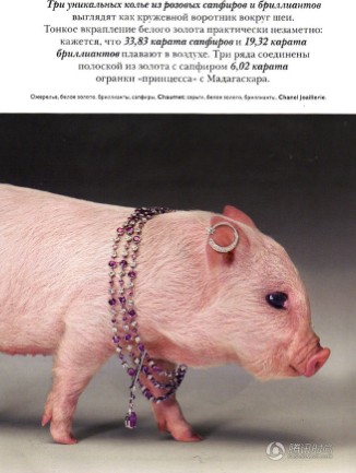 Свинья с серьгой на обложке модного журнала «Vogue» русской версии 
