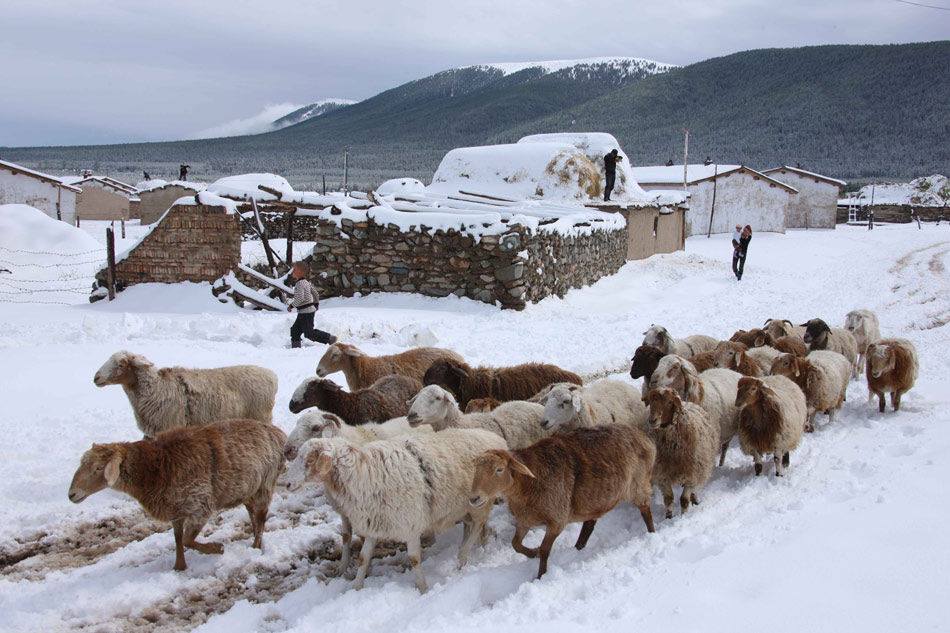 В северной степи Хами Синьцзяна начинает падать снег