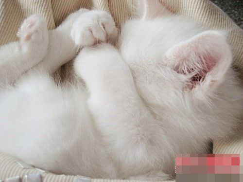 Симпатичные спящие кошки