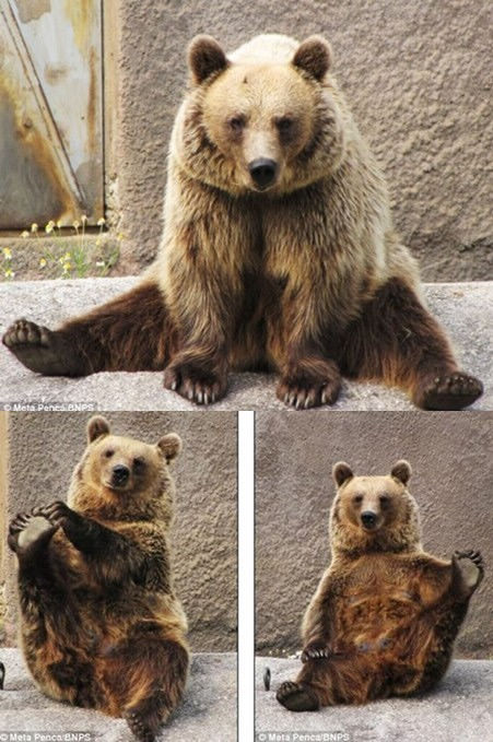 Бурый медведь, занимающийся йогой в зоопарке Филляндии 