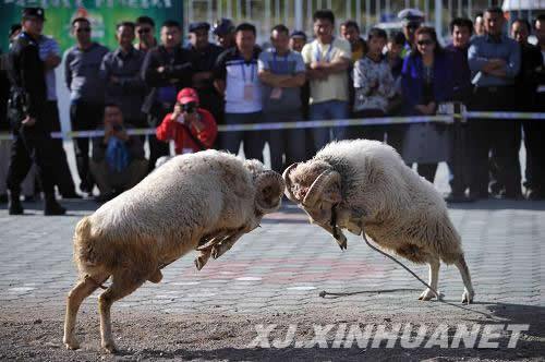 Борьба животных на 7-й Синьцзянской спартакиаде традиционных видов спорта нацменьшинств