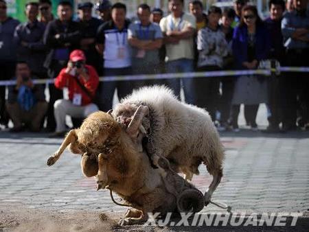 Борьба животных на 7-й Синьцзянской спартакиаде традиционных видов спорта нацменьшинств