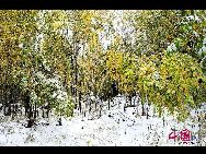 Сказочный мир под снегом – осень на хребтах Синъанлин