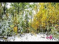 Сказочный мир под снегом – осень на хребтах Синъанлин