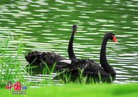 Черные лебеди в озере Фужун