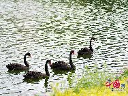 Сямэньский университет называют «самым красивым университетом в Китае», красивое озеро Фужун в университете является романтическим местом, другое его название - «озеро влюбленных».