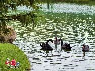Сямэньский университет называют «самым красивым университетом в Китае», красивое озеро Фужун в университете является романтическим местом, другое его название - «озеро влюбленных».