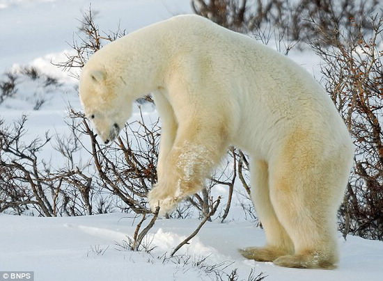 Белый медведь, кувыркающийся в снегу