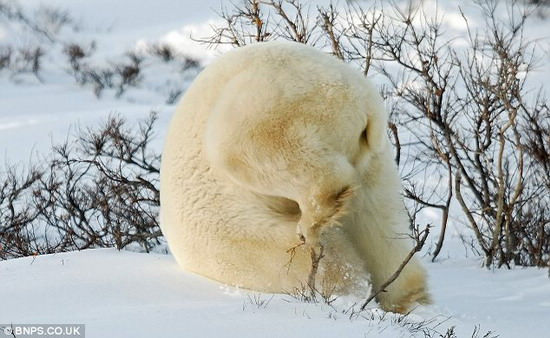 Белый медведь, кувыркающийся в снегу