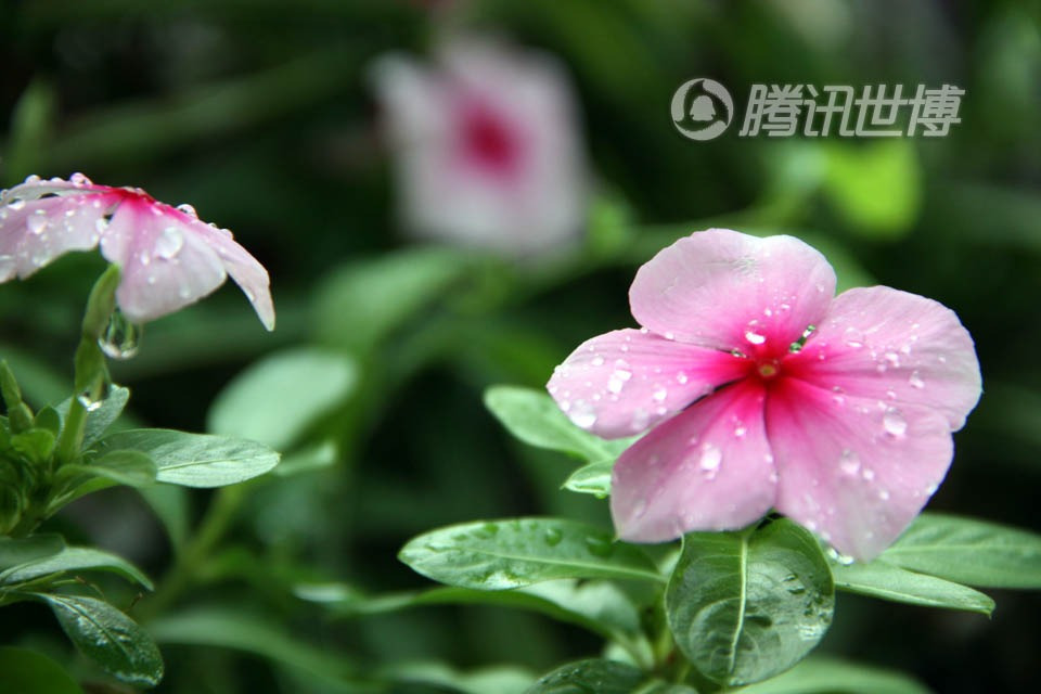 Красивые цветы после дождя в Парке павиьлонов ЭКСПО-2010 в Шанхае 
