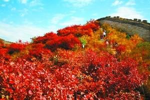 Наступил период любования красными листьями в пригороде Пекина