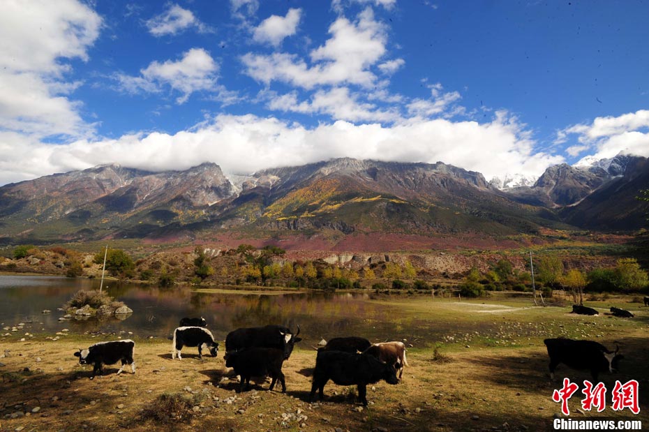 Завораживающая осенняя красота в уезде Боми района Линьчжи Тибетского автономного района Китая 