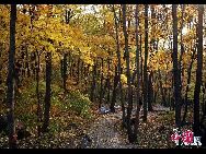 Гора Суньфэншань высотой 627 м. обладает красивым местом в 80 кв. км., где можно полюбоваться осенними деревьями с разноцветными листями.