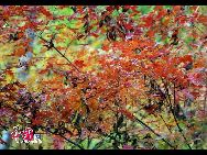 Гора Суньфэншань высотой 627 м. обладает красивым местом в 80 кв. км., где можно полюбоваться осенними деревьями с разноцветными листями. 