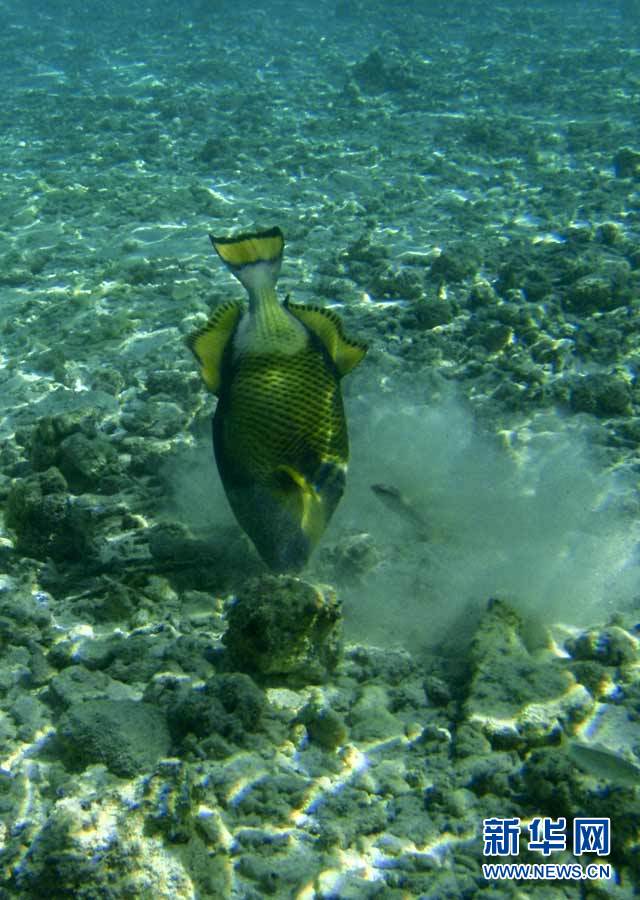 Красивый подводный мир Мальдив 