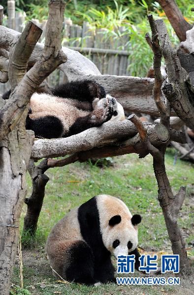 12 панд появятся в Гуанчжоу 1