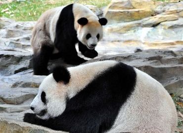 12 панд появятся в Гуанчжоу