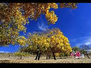 Осень в кленовом заповеднике в сомоне Дайцинькала Автономного района Внутренняя Монголия